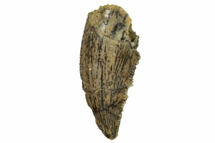 Serrated, Raptor Tooth - Real Dinosaur Tooth #255873